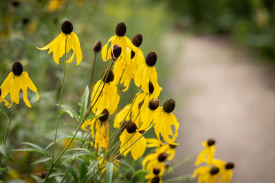 Close-up of yellow flowering plant on field