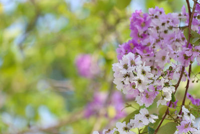 Close-up of purple flowering plant