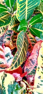 High angle view of leaves on plant