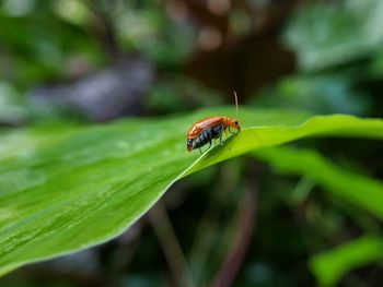 Close-up of insect on leaf