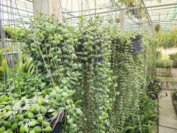 Plants growing in greenhouse