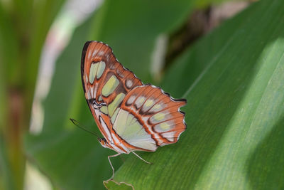 Close-up of butterfly on leaf