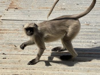 Full length side view of a monkey on wood