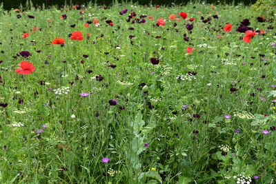 Flowering plants on field