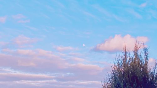 Low angle view of plants against sky