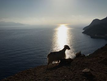 Dog sitting on shore by sea against sky during sunset