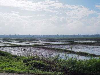 Scenic view of field against sky