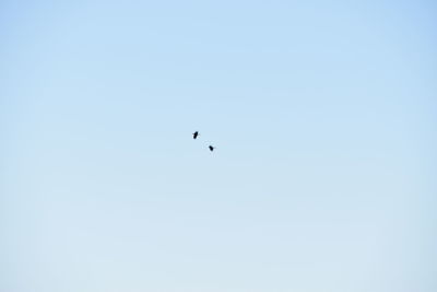 Low angle view of eagle flying against clear sky