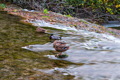 Duck swimming in lake