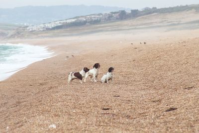 Dogs on beach exercising 