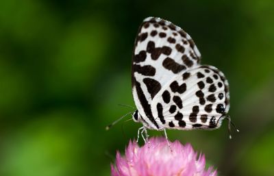 Close-up of butterfly on flower