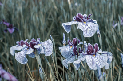 Close-up of purple flowering plant in field
