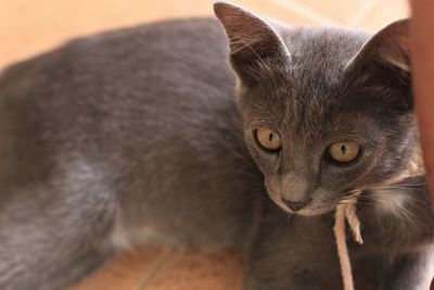 Close-up portrait of a cat