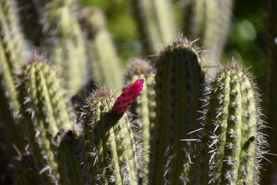 Close-up of cactus plant