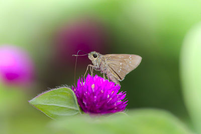 Close-up of butterfly pollinating on purple flower