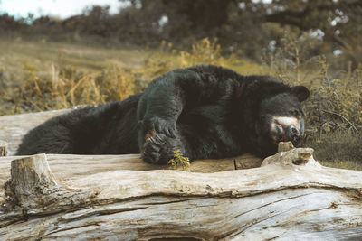 Close-up of bear sleeping on logs