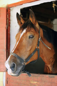 Close-up of horse in stable