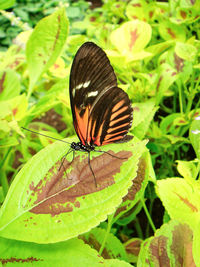 Close-up of butterfly on plant