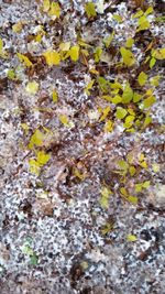 Full frame shot of yellow leaves on ground