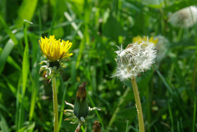 Close-up of dandelion flower