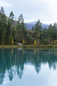 Scenic view of lake by trees against sky