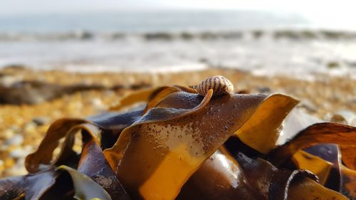 Close-up of crab on beach