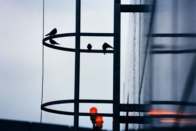 Silhouette birds perching on metal
