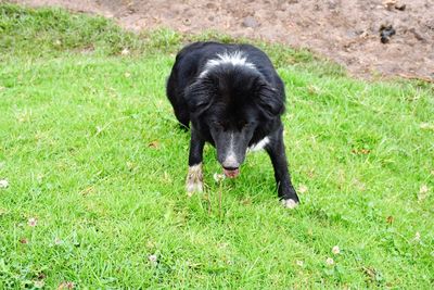 High angle view of black dog on field