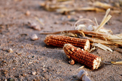 Close-up of corn on field