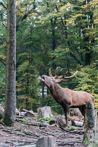 Deer standing in forest