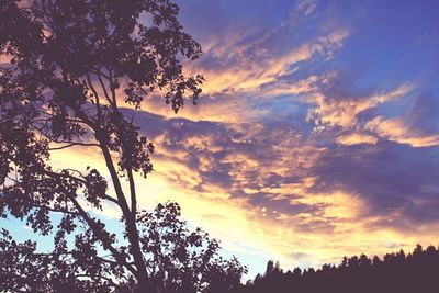 Low angle view of trees against sky at sunset