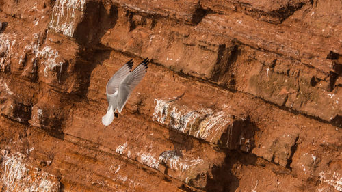 Low angle view of eagle flying