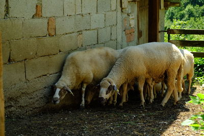 Sheep grazing in a field