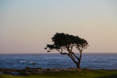 Tree by sea against clear sky during sunset