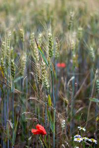 Close-up of flowering plant on field