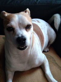 Portrait of dog relaxing at home