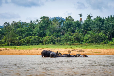 View of elephant in the sea