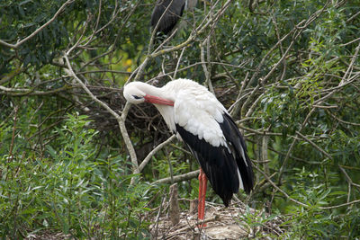 Bird perching on a tree