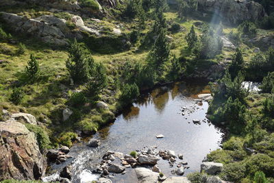 Scenic view of river amidst trees in forest