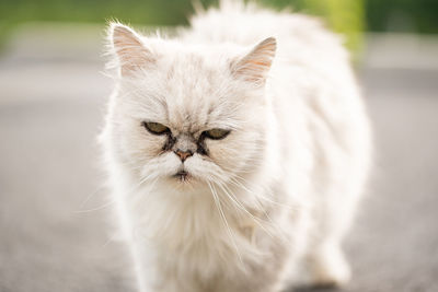 Close-up portrait of cat