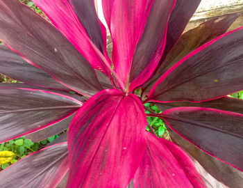 Full frame shot of pink flowering plant