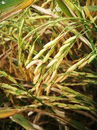 Close-up of plant growing outdoors