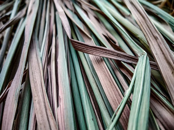 Full frame shot of palm leaf