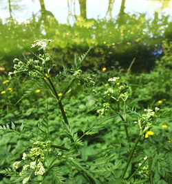 Close-up of plant