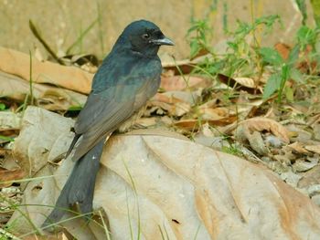 Close-up of bird perching on wood