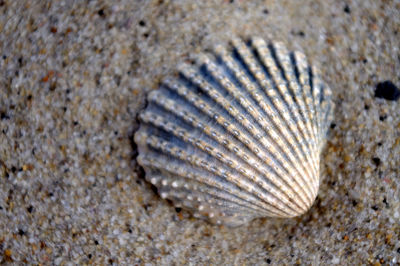 Close-up of animal shell