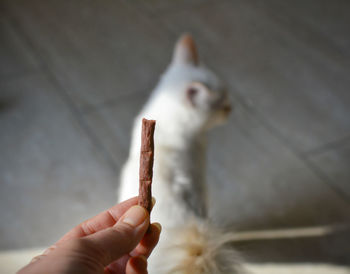 Close-up of hand holding ice cream