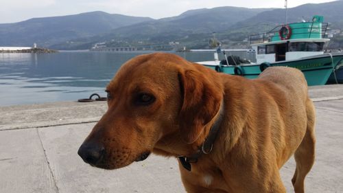 Close-up of dog by lake