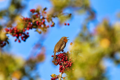 Low angle view of bird perching on tree