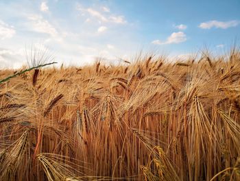 Wheat field against sky